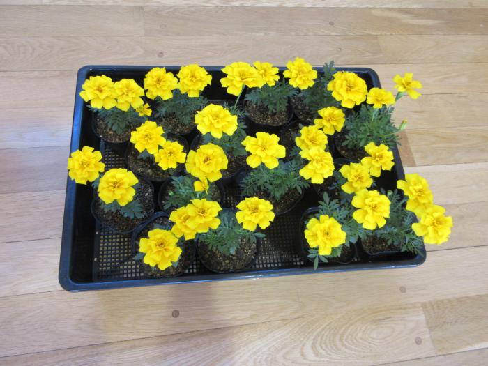 マリーゴールドの花苗