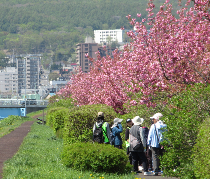 軽川緑地の桜も満開でした