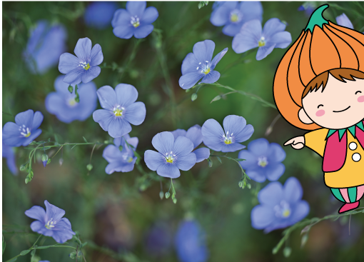 亜麻の花とタッピー