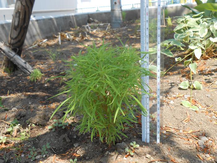 昭和会館のコキアの苗2(7月7日時点)