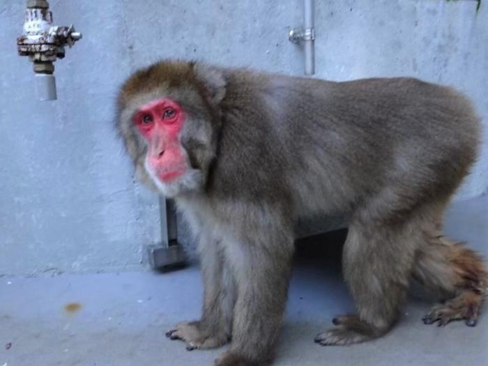 ニホンザル「ごに次」の写真