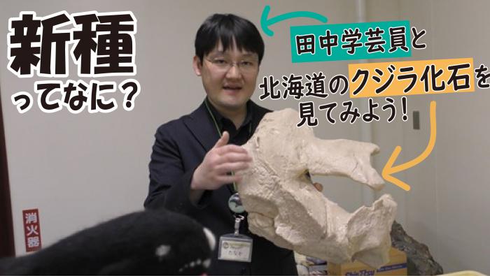 クジラ動画「新種って何?」