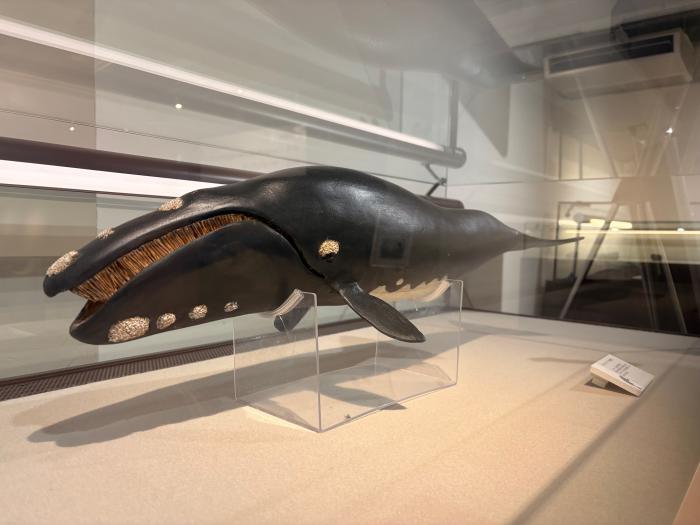 北海道大学総合博物館のボランティアが作ったサッポロクジラの模型