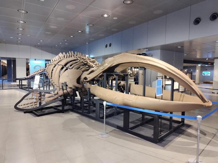 街中ミュージアムクジラ