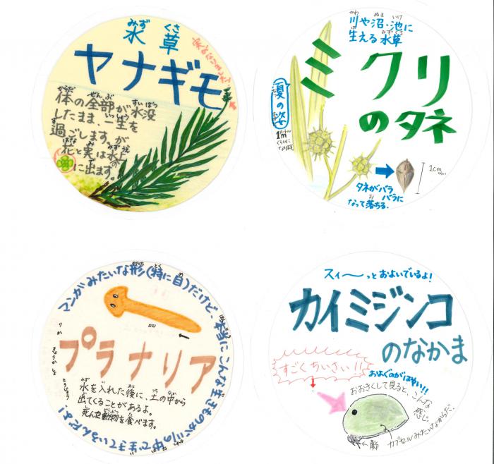 山崎さんリレーコラム画像(水槽のポップ)