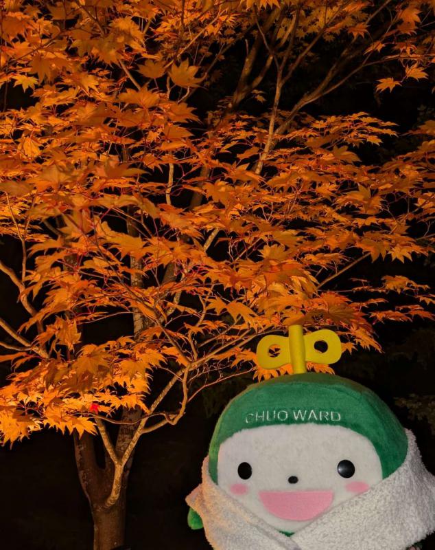 一本の楓の木と