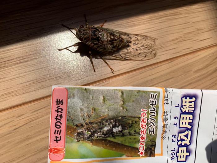 20エゾハルゼミ