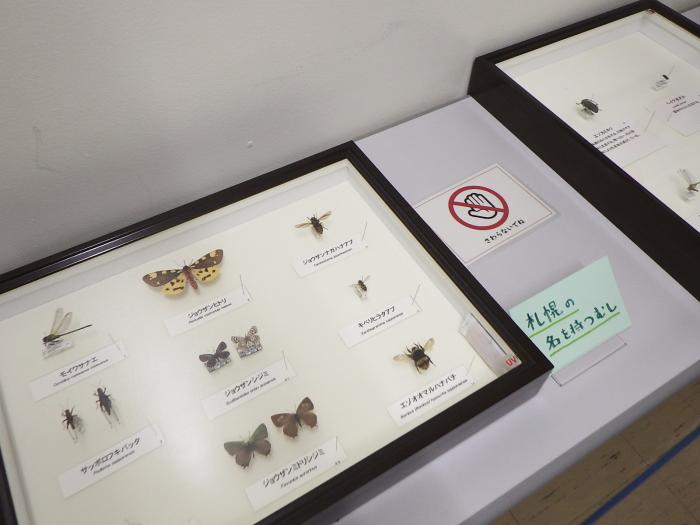 廊下に展示された昆虫標本の様子