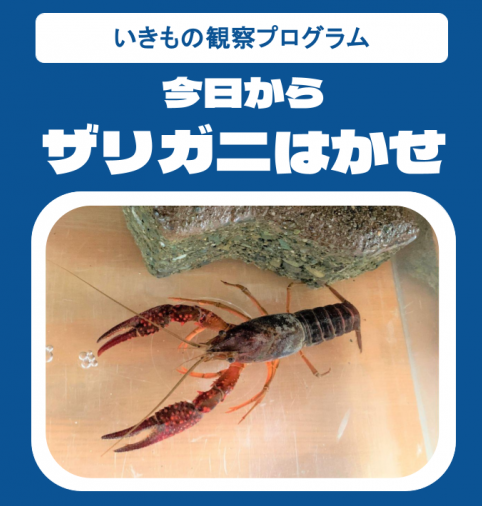 ザリガニ