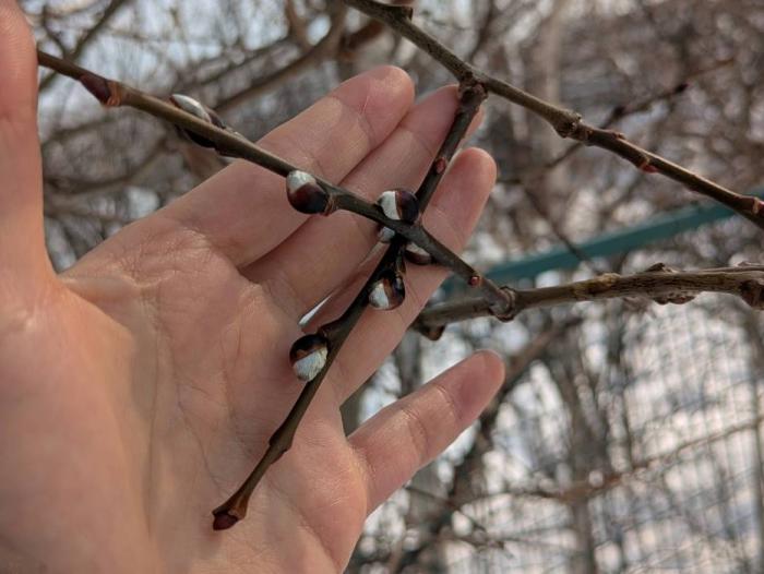 バッコヤナギの冬芽
