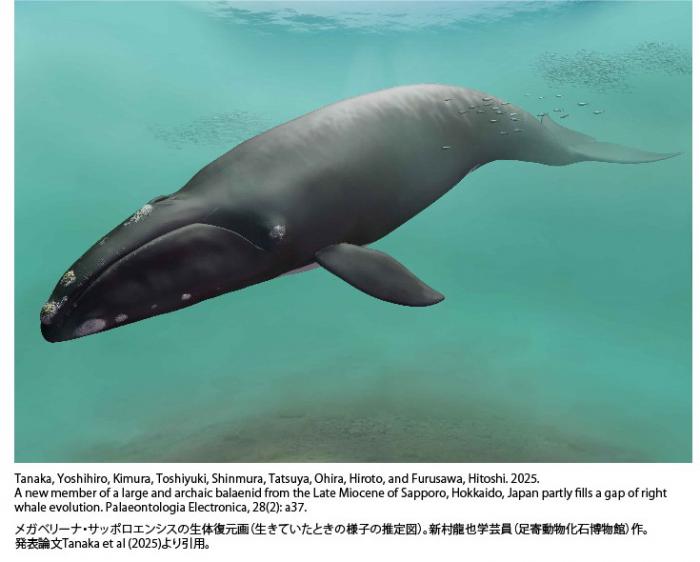 サッポロクジラの復元図と論文名
