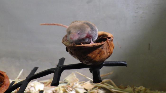 トウキョウトガリネズミ