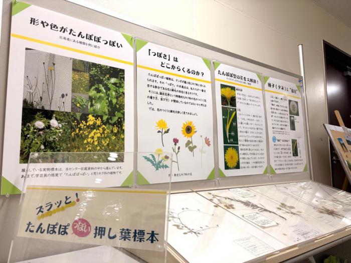 たんぽぽ展示のようす