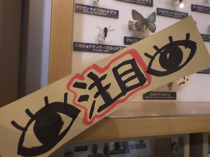 常展ポップ注目め