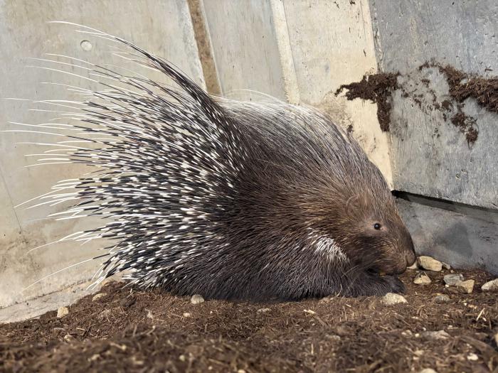 タテガミヤマアラシの写真