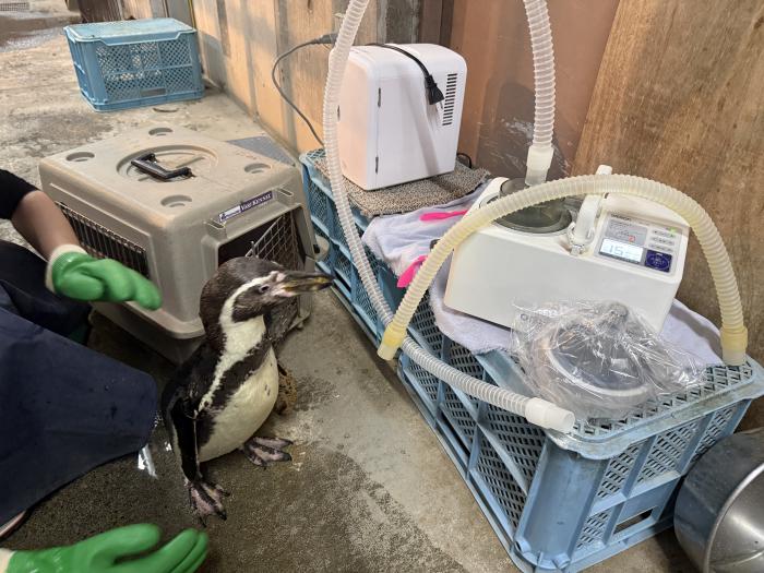 風邪や肺炎などの呼吸器疾患を抱える動物たちの治療に「ネブライザー(吸入器)」を使用している様子