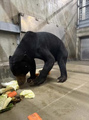 ション　バー
