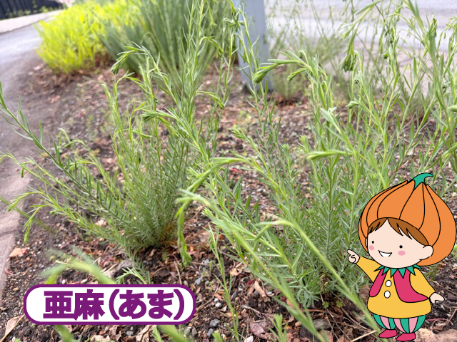 亜麻