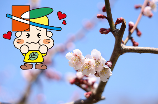 平岡公園うめまつり!