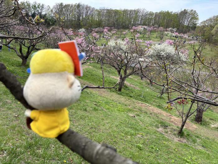 平岡公園梅まつりにいってきたよ!