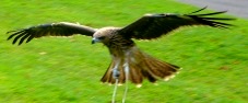 画像:トビの飛翔