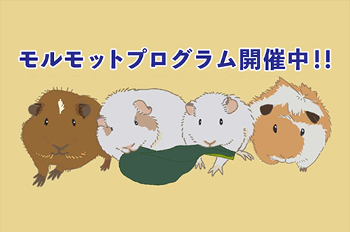 モルモットプログラム開催中！！