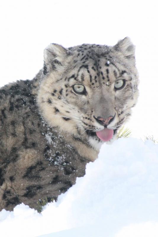 ユキヒョウ