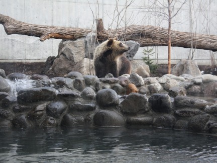 画像:エゾヒグマ館内部