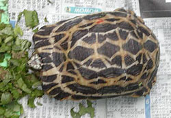 画像:クモノスガメ