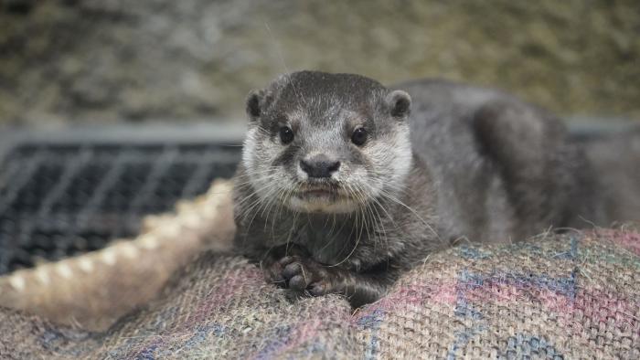 カワウソ