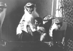 画像:ダイアナモンキー、1967年