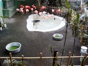 フラミンゴ放飼場