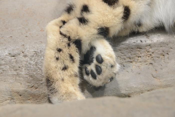 ユキヒョウ3
