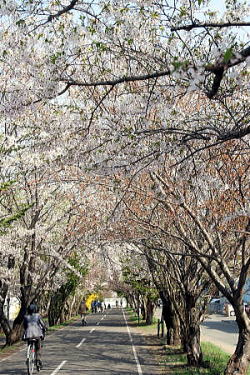 万生公園前の桜