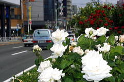 白バラ