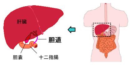 胆道の位置