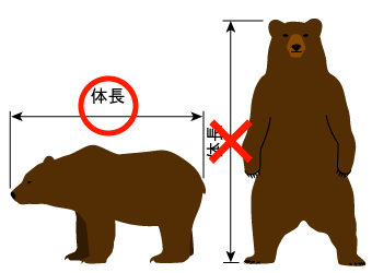 ヒグマの体長