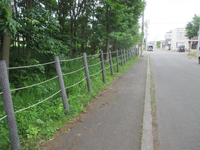 R6年6月13日星置緑地保全活動5