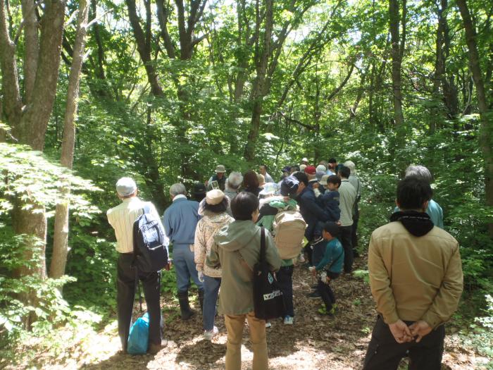 R6年5月30日富丘西公園自然観察会6