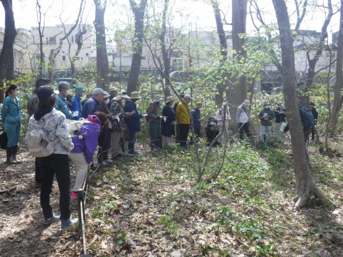 R6年4月29日稲穂ひだまり公園自然観察会7