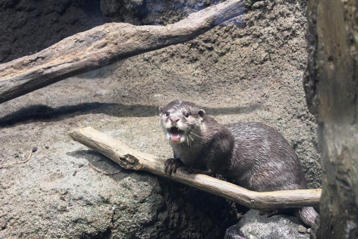 コツメカワウソ