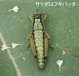 サッポロフキバッタ
