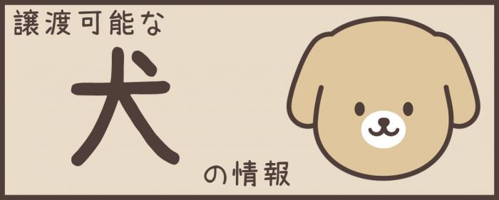 譲渡可能な犬の情報