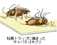 画像:粘着トラップ