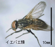 画像:イエバエ類の一種