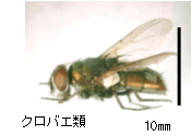 画像:クロバエ類の一種