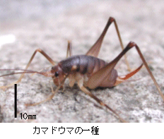 画像:カマドウマの一種