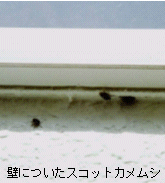 画像:壁に付いたスコットカメムシ