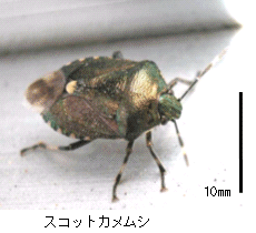 画像:スコットカメムシ