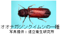 画像：オオナガシンクイムシの一種